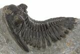 Detailed Hollardops Trilobite Fossil - Ofaten, Morocco #325973-2